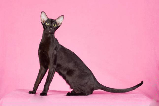 短毛猫