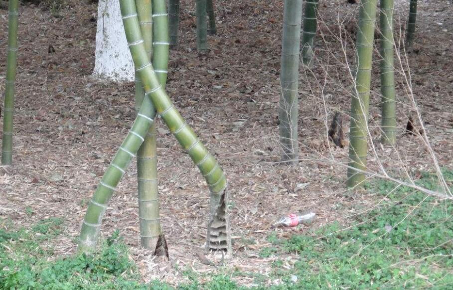  p>吊罗坭竹( i>bambusa diaoluoshanensis chia et h. u.