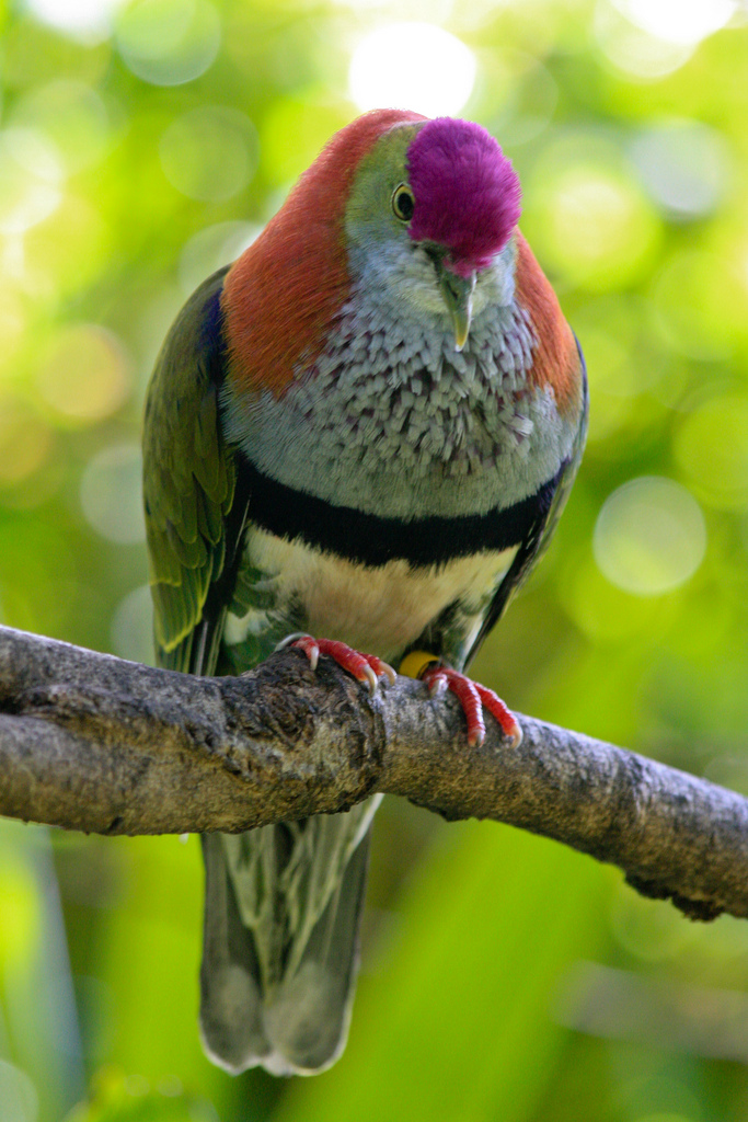  p>华丽果鸠是 a target="_blank" href="/item/鸟纲/1194548" data