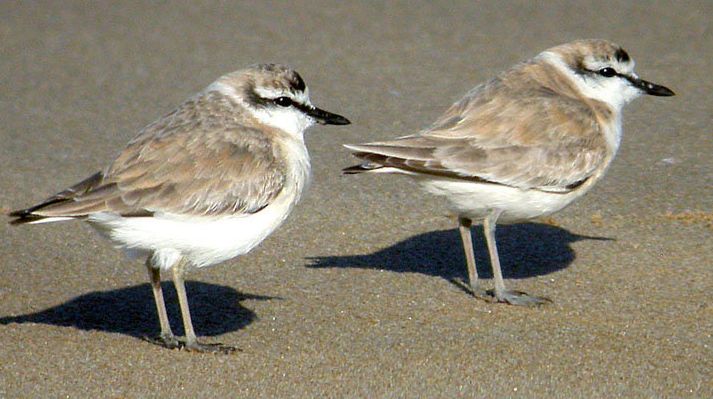 charadrius marginatus