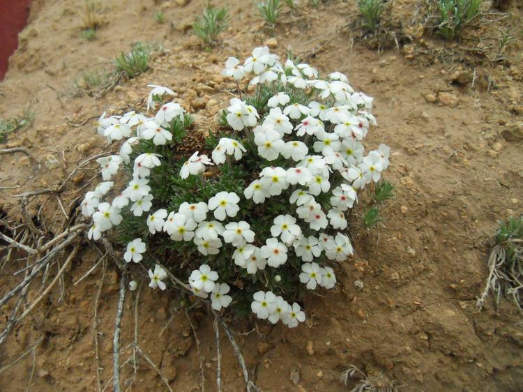  p>白花点地梅,报春花科 a href="#">点地梅属 /a>植物.