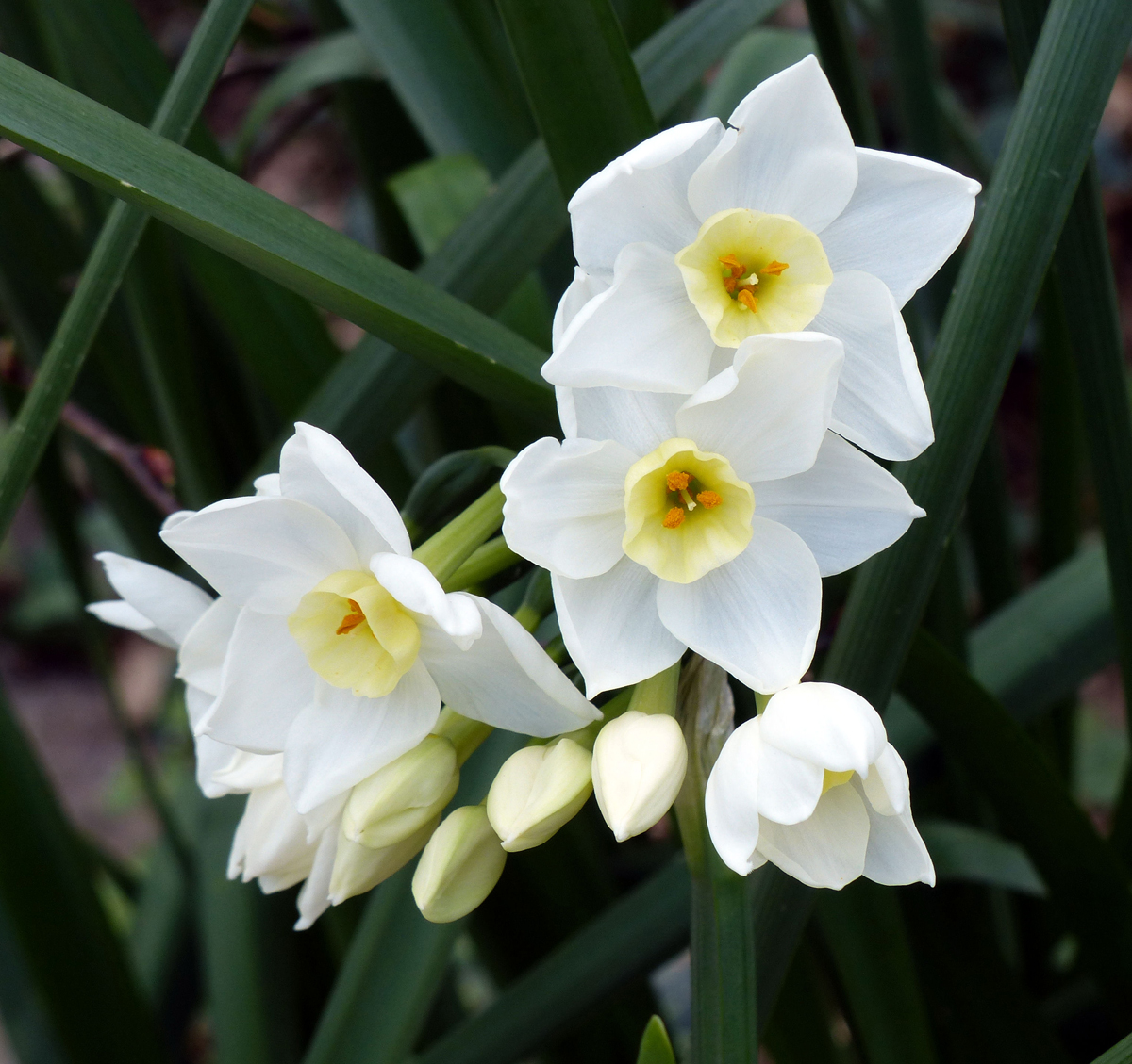 是 a target="_blank" href="/item/水仙属">水仙属 /a>的种类之一