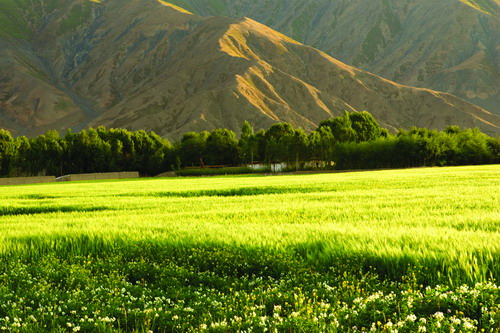  p data-id="gnwh1z6aal">藏南谷地,是指山南西藏山南地区,位于 a