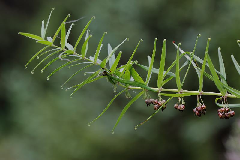 p> b>狭叶黄精 /b> i>(学名:polygonatum stenophyllum /i>maxim.