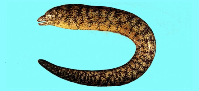 schlegel, 1846), a href="#" data-lemmaid="10991306">海鳝科 /a> a