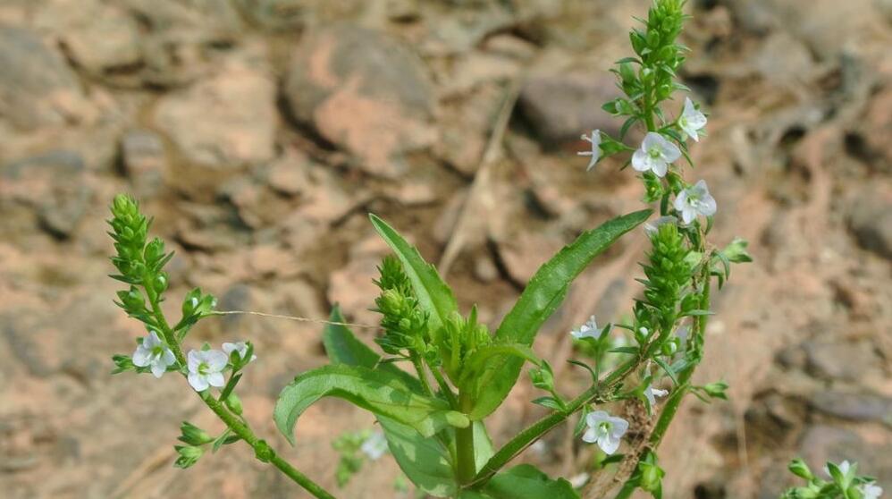  p>北水苦荬(学名: i>veronica anagallis-aquatica /i> l.