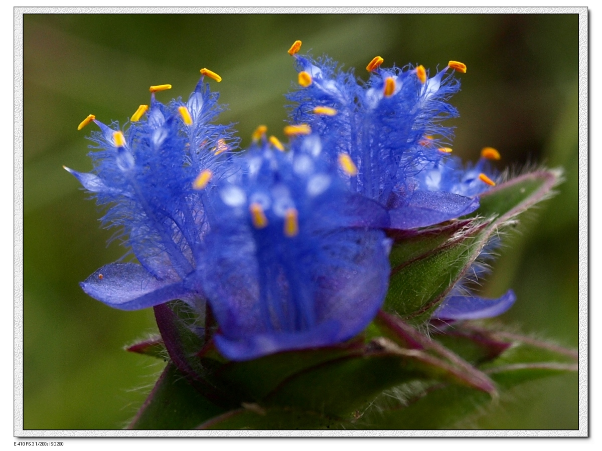  p>蓝耳草花很小,色紫蓝,状若鸳鸯头的花薹上
