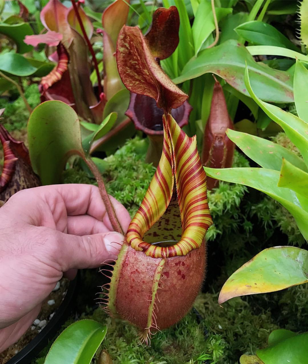  p> b>维奇猪笼草(nepenthes veitchii) /b>原产于婆罗洲.