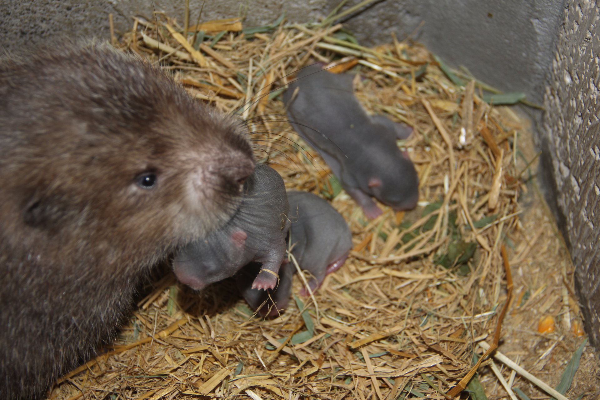  p>竹鼠(学名: i>rhizomyidae /i>),是属竹鼠科, a href="#" data