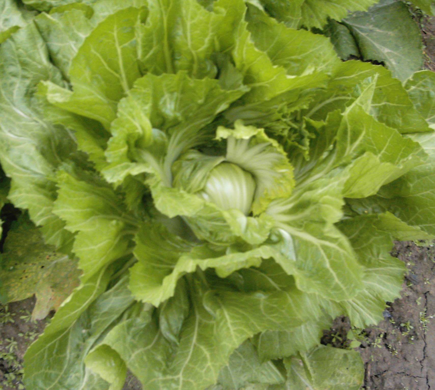 白沙11号早包心芥菜