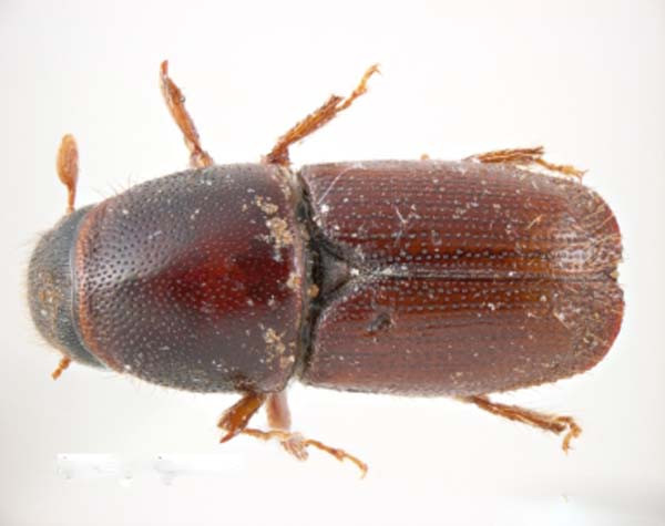 ips sexdentatus boerner