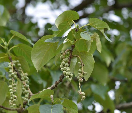  p>川杨(学名: i>populus szechuanica  /i>c. k. schneid.