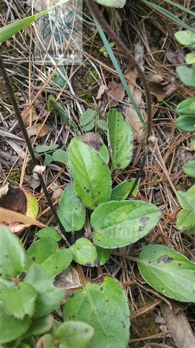  p>云南兔儿风(学名: i>ainsliaea yunnanensis  /i>franch.