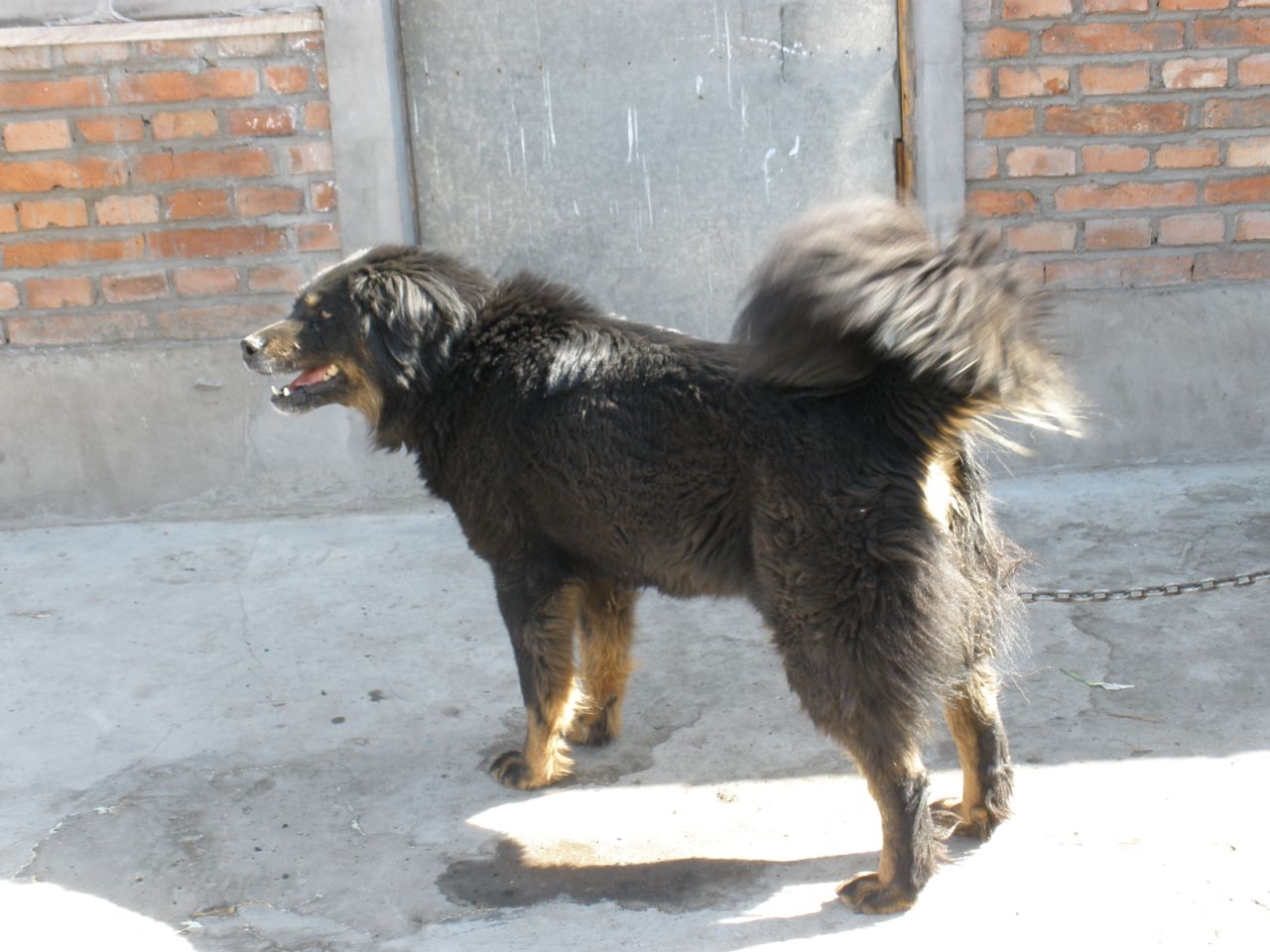  p>蒙古獒的寿命一般是15-16年.