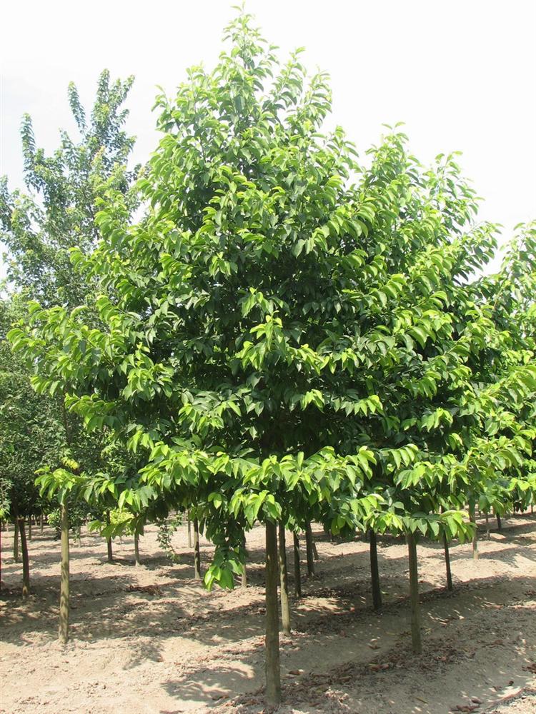 乔木