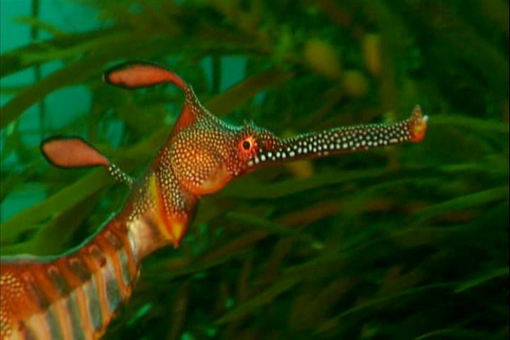  p>拟海龙,又称"棘海龙",为 a href="#" data-lemmaid="2520993">辐鳍