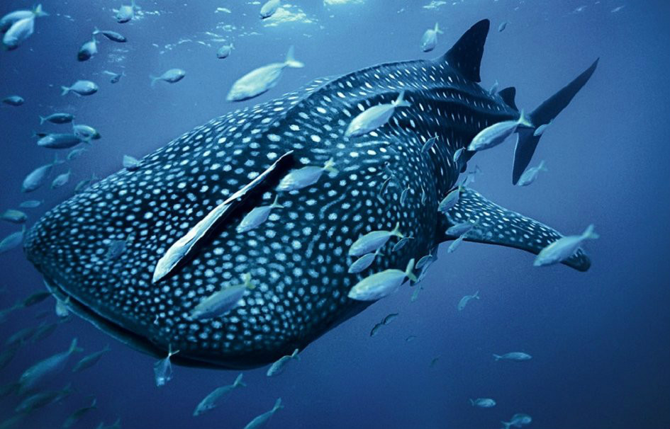  a target="_blank" href="/item/鲸鲨科">鲸鲨科 /a>鲸鲨属的鲨鱼