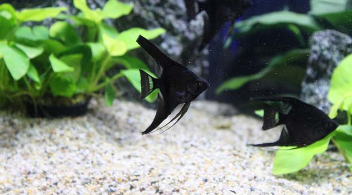 黑神仙鱼