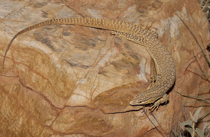 刺尾巨蜥