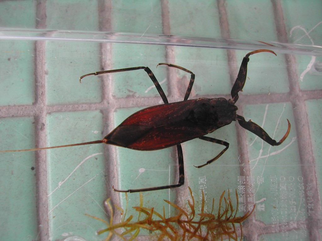  p>学名 a target="_blank" href="/item/蝎蝽/10015880" data-lemma