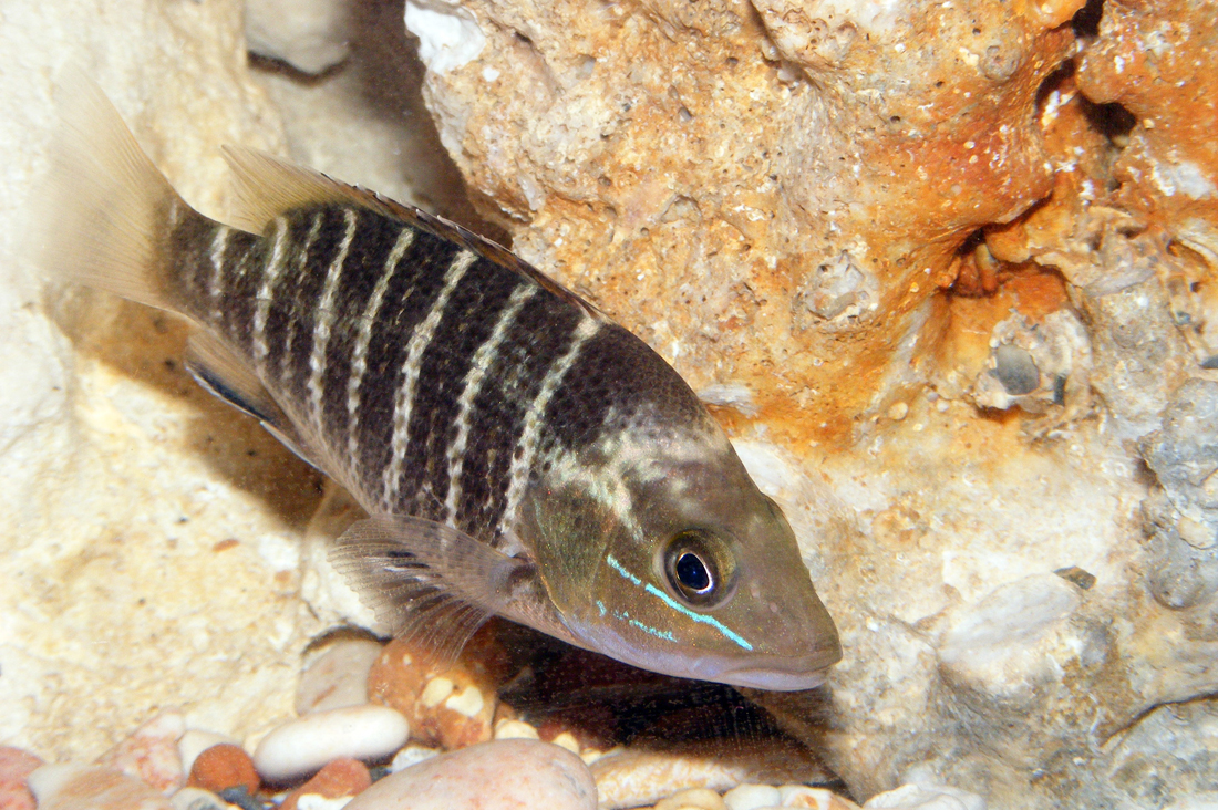  p>紫红笛鲷(学名 i> /i>: i>lutjanus argentimaculatus /i>)是笛鲷