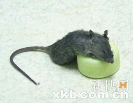 鼠科_百度百科