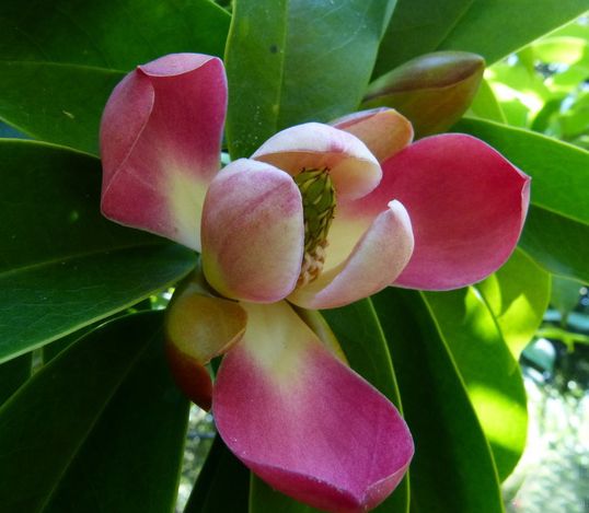 紅色木蓮 百度百科