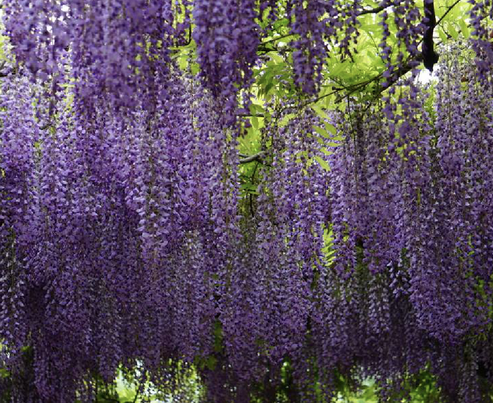  p>多花紫藤(学名: i>wisteria floribunda /i> (willd.) dc.