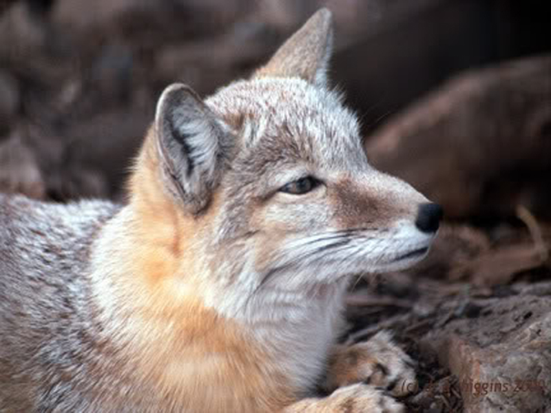  p>山狐(学名: i>lycalopex culpaeus /i>):体长44.5-92.5厘米,体重3.