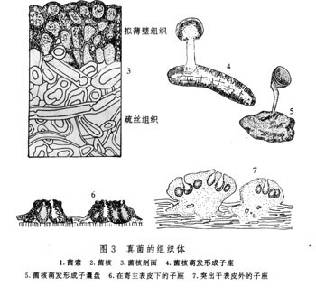 href="#" data-lemmaid="7279164">内生孢子 /a>囊地结构