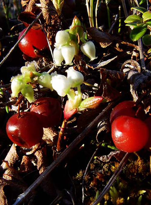  p>北极熊莓(学名: i>arctostaphylos rubra   /i>(rehder &amp