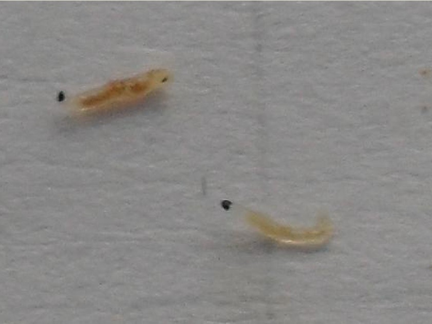  p>韭菜迟眼蕈蚊, i>bradysia odoriphaga /i> yang et zhang,属双翅