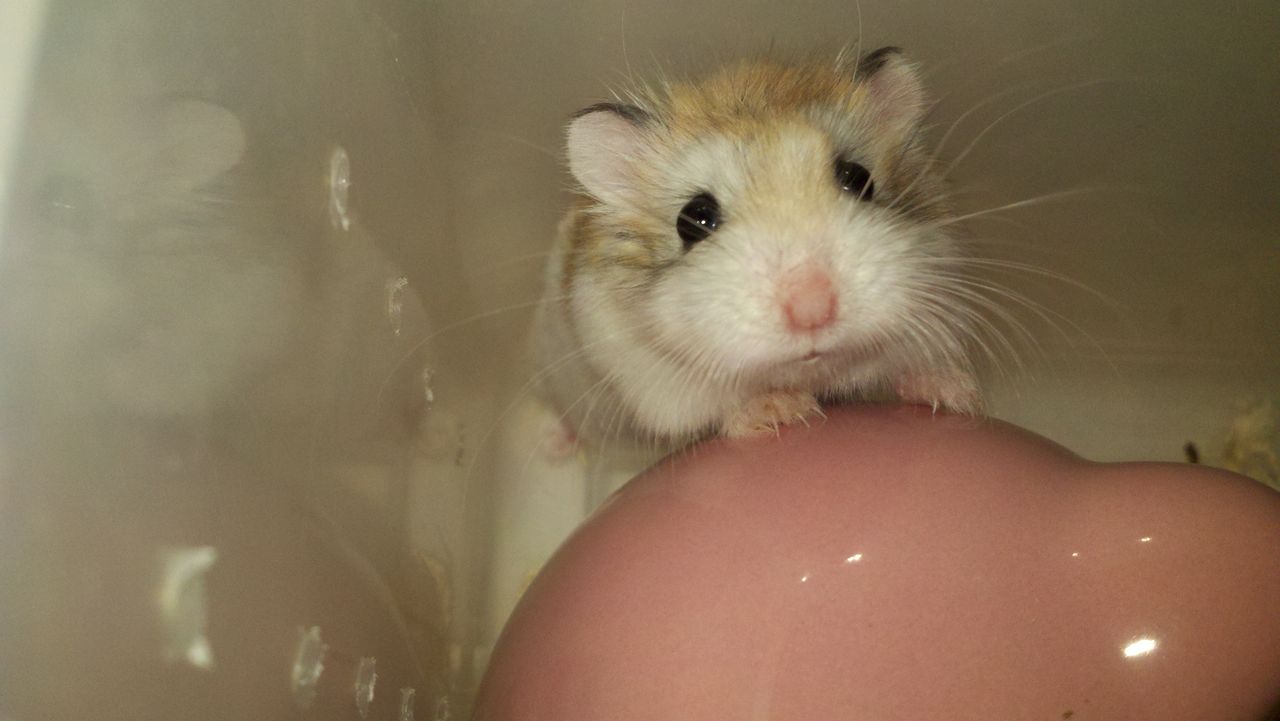 i( a target="_blank" href="/item/罗伯罗夫斯基仓鼠/10106330" data