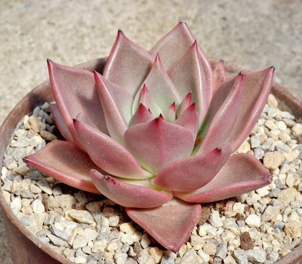  p data-id="tayulduseore">罗密欧,是景天科石莲花属的多肉植物.