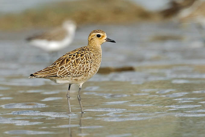  p>金鸻(学名: i>pluvialis fulva /i>):属中型 a target="_blank"