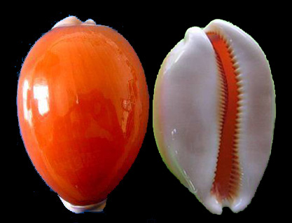  p>黄金宝螺(学名:lyncina aurantium aurantium)是