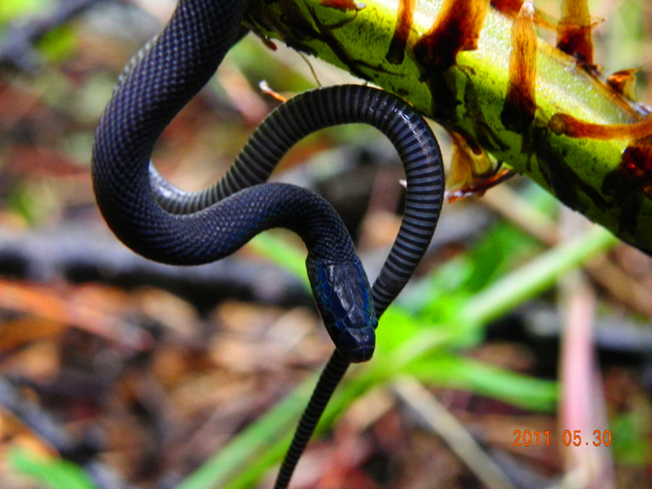  p>黑脊蛇(学名:achalinus spinalis)是游蛇科,脊蛇属的爬行动物.