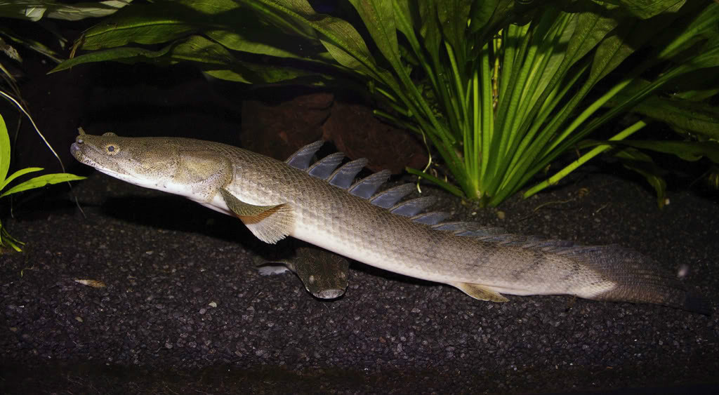 刚果多鳍鱼分布于非洲刚果河流域及坦干伊喀湖水域,其结构特殊,为鱼类