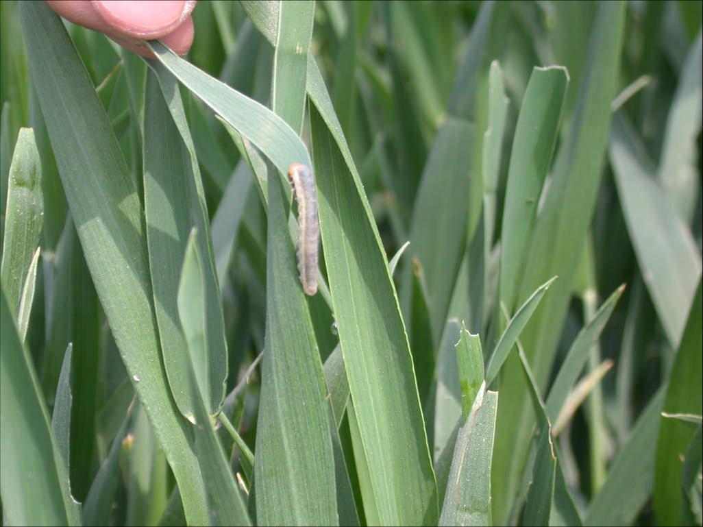  p data-id="gnwx3mzyfc">叶蜂,英文为 a targ