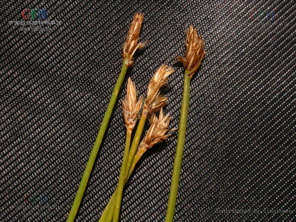 carex qingdaoensis f. z. li et s. j. fan