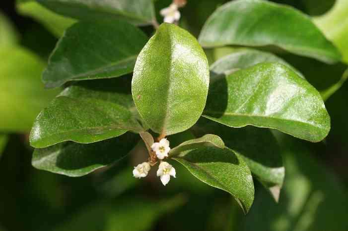  p>大叶胡颓子又称圆叶胡颓子,是属于 a href="#" data-lemmaid="