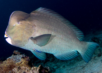  p>鹦嘴鱼科(scaridae)是 a href="#" data-lemmaid="3516708">脊索