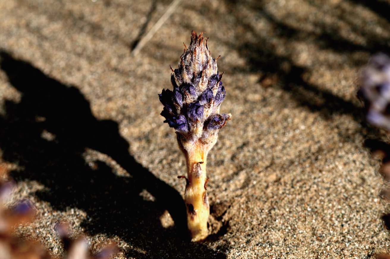  p>沙苁蓉,植株高15--70厘米.