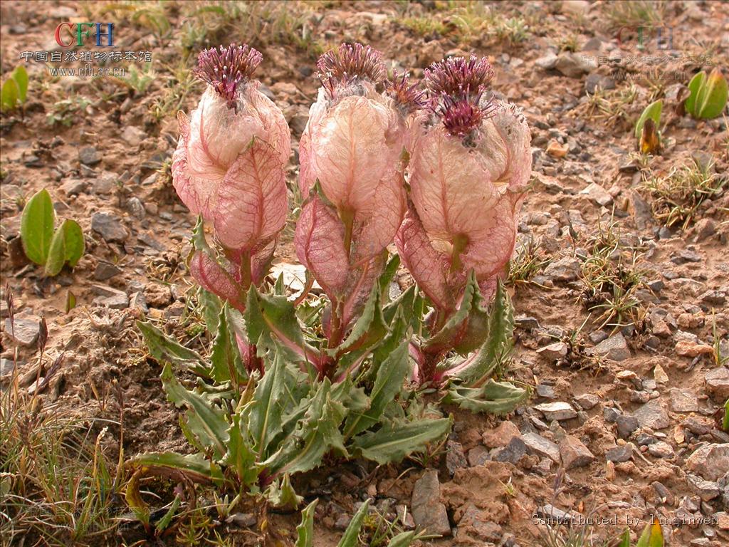  p>唐古特雪莲( i>saussurea tangutica /i> maxim.
