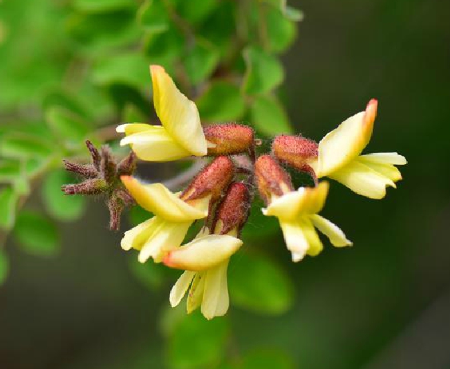  p>丽豆(学名: i>calophaca sinica  /i>rehd.