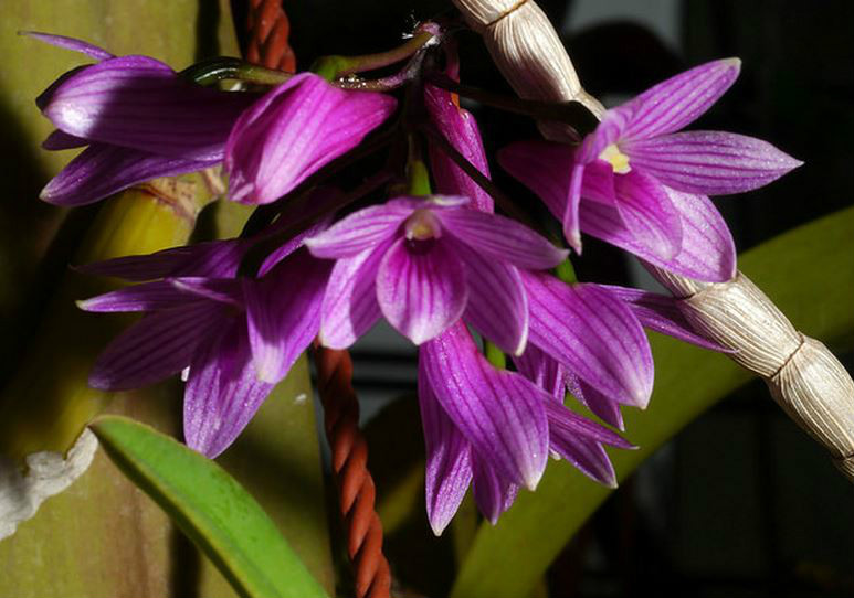  p>红花石斛(学名: i>dendrobium miyakei /i>  schltr.