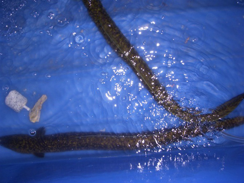  p>华丰花鳗2005年养殖的 a target="_blank" href="/item/淡水/11439