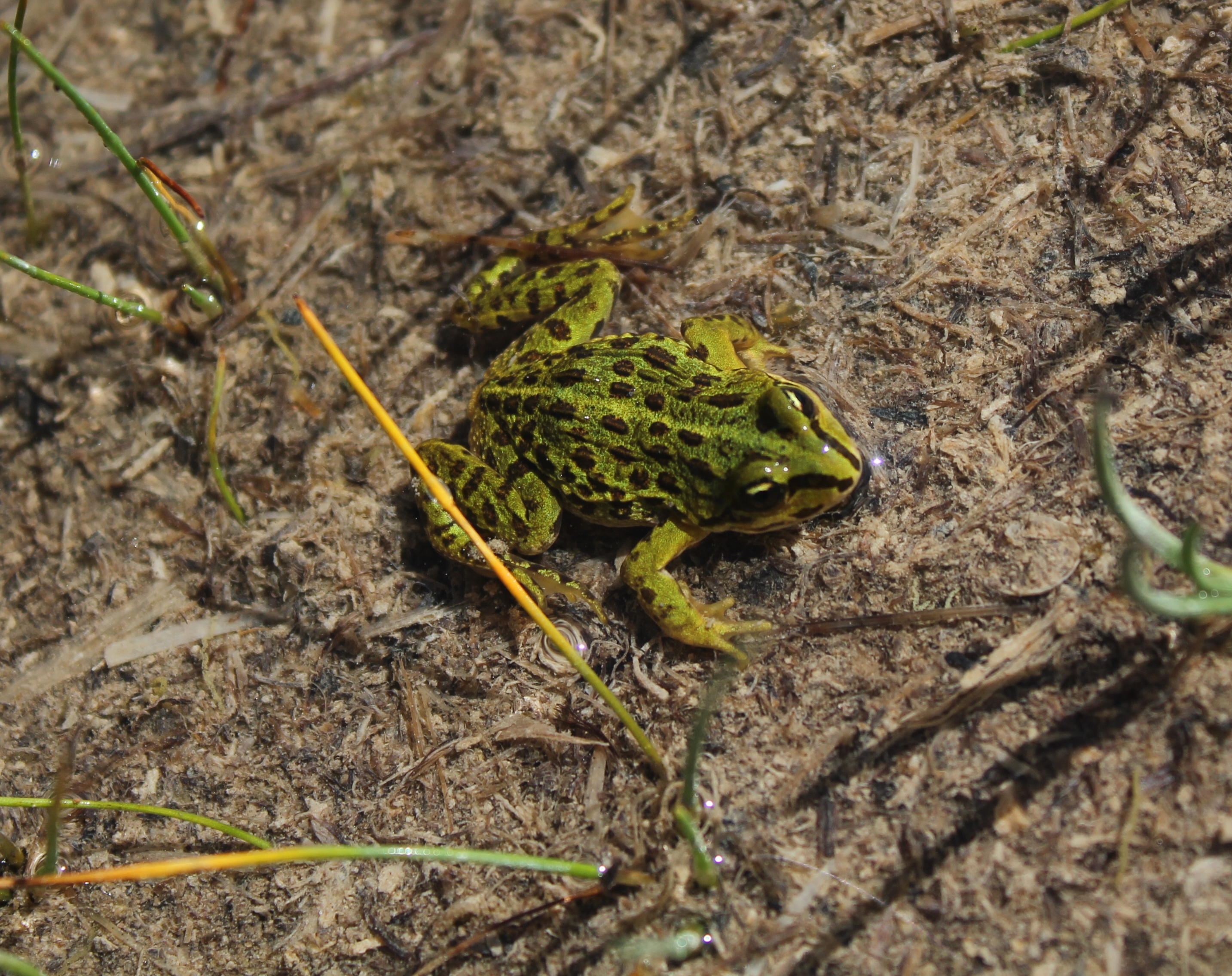 分布于四川,甘肃,青海等地,常栖息于高原沼泽地带的水坑,水塘以及水沟