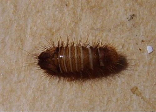  p>黑皮蠹(attagenus minutus olivier)是一种 a