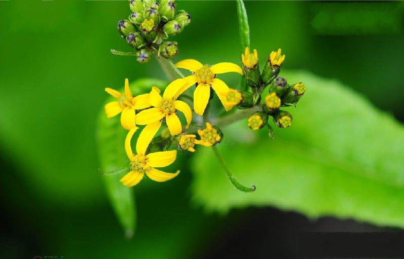 k8qqt">被子植物的花,有的是单朵花单生于枝的顶端或叶腋处,称单生花